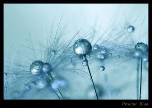 Powder Blue.jpg